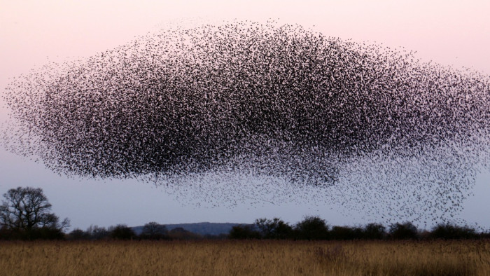 Rémálom az M25-ösön: Hitchcock-filmben érezhették magukat az autósok – videó
