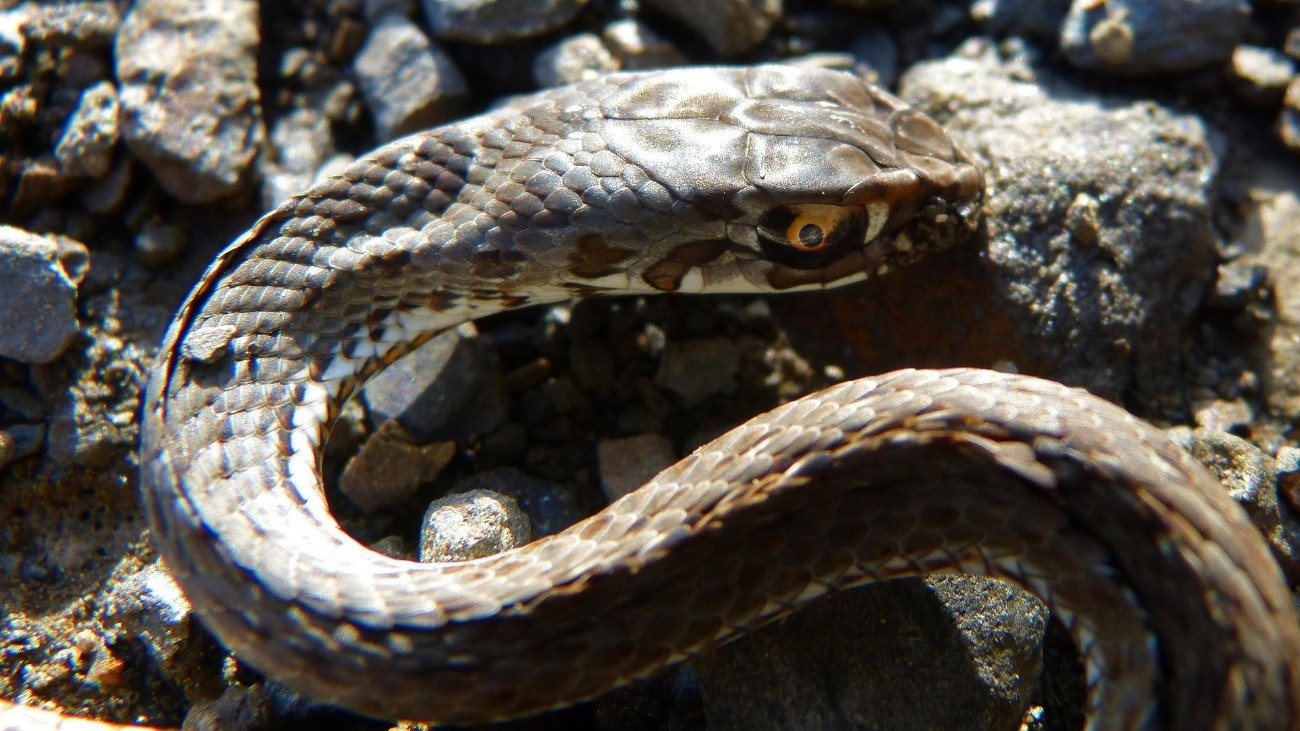 Kígyó kanyarog kerek köveken.