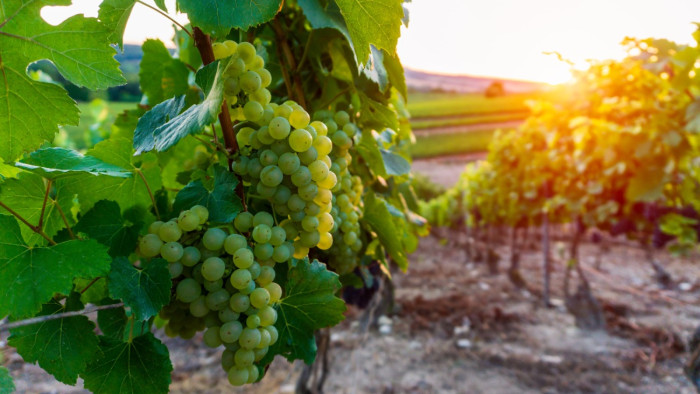 Szőlőhalál - Vesztésre áll az ember, újabb vármegyében bukkant fel a kórokozó