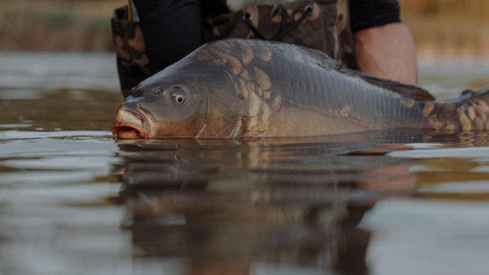 Újra elkapták Stefánt, a Duna szörnyét