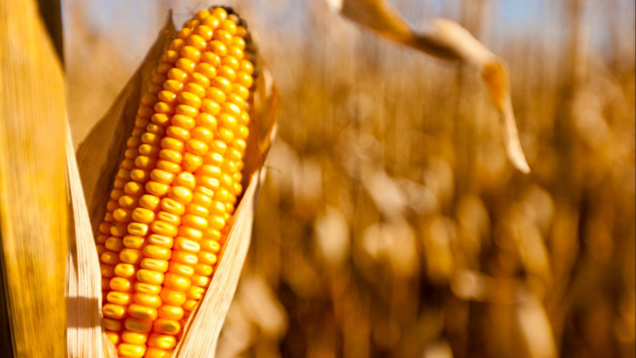 Visszatérnek az éjszakai fagyok, eső is lesz majd