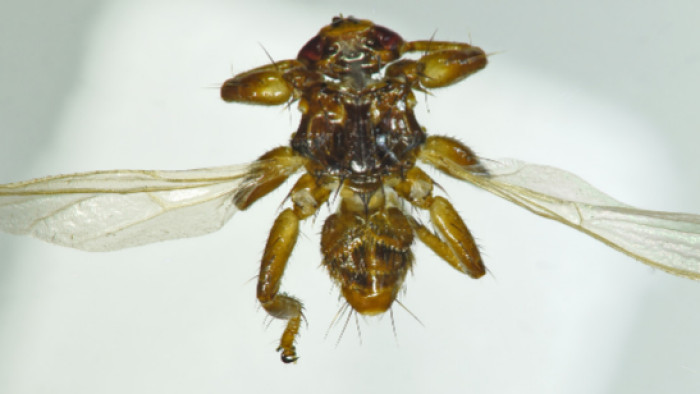 Ijesztő új vérszívó jelent meg Magyarországon, fertőzéseket terjeszt