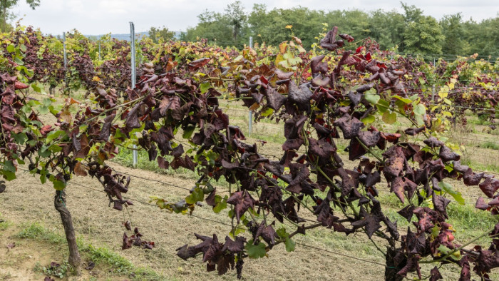 Megállíthatatlanul terjed a vész, szinte nincs mentes vármegye
