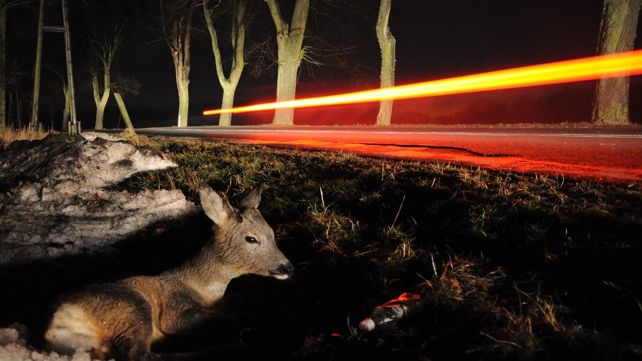 roe-deer runned over by a car