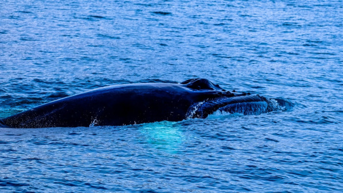 Tragikus véget ért egy fiatal tengeri óriás élete New Jersey-nél