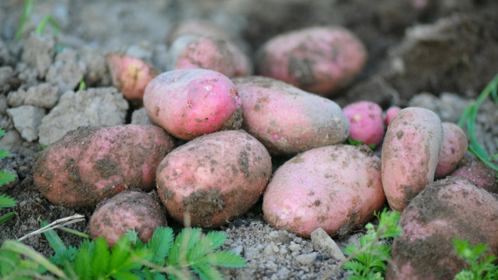 Elérkeztek a magyar burgonya végnapjai?