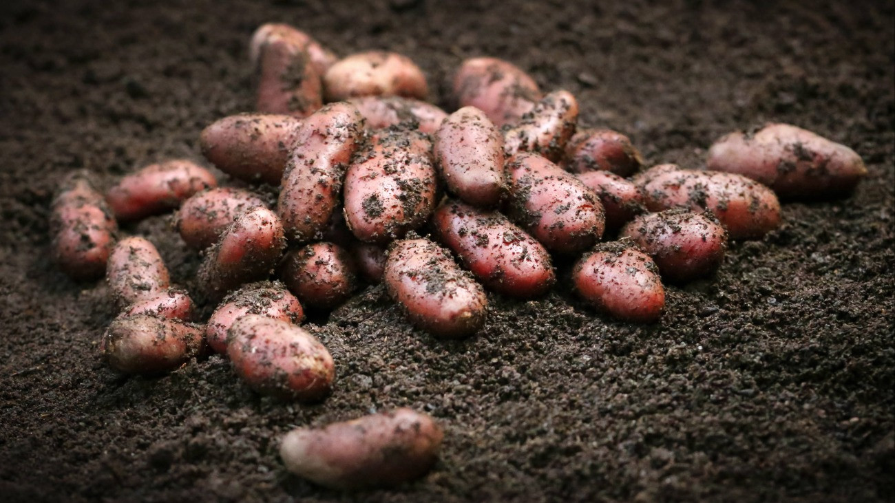 Végzetes présbe került a hazai konyha egyik fő alapanyaga