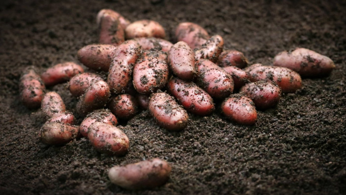 Végzetes présbe került a hazai konyha egyik fő alapanyaga