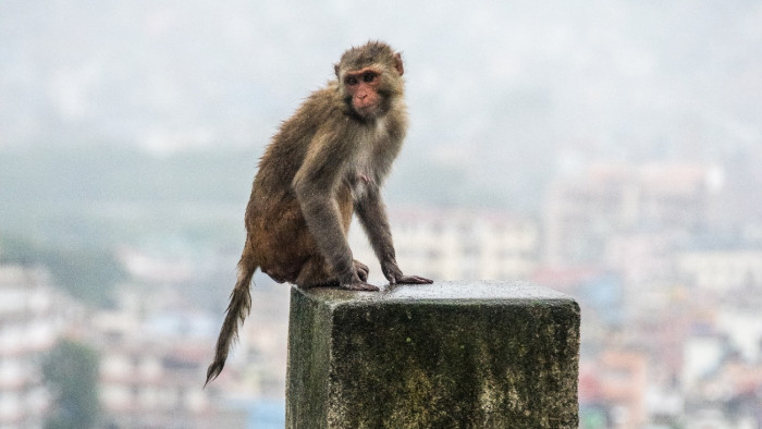 Fegyvert ragadott az ijedt anyuka, és hezitálás nélkül lelőtte a laboratóriumi majmot