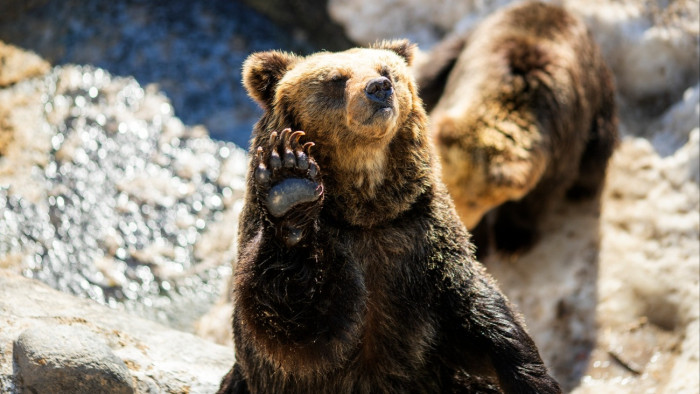 A katonaságot is be kell vetni a medvék ellen, annyira eldurvultak a támadások Japánban