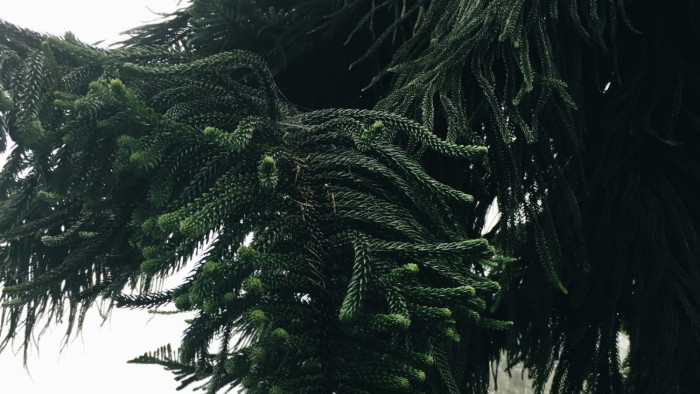 Haldoklik a milliókat érő somogyi csodafa