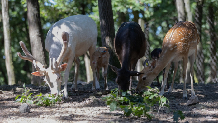 Rengeteg természetbarátot megdöbbentettek a Budakeszi Vadasparkban történtek