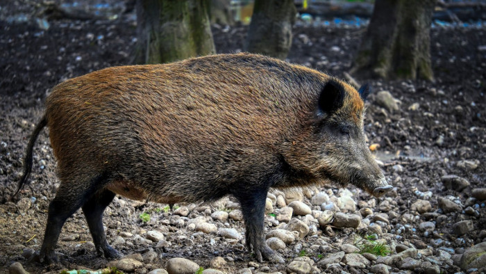 Sertéspestis egy Magyarországon kilőtt vaddisznóban