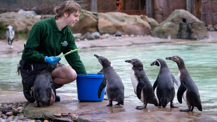 Örökre eltűnhet egy pingvinfaj