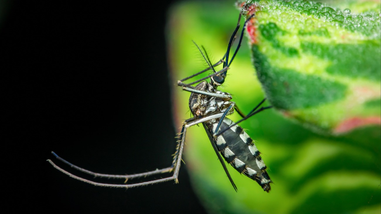 Kellemetlen adatok az ázsiai tigrisszúnyog hazai jelenlétéről