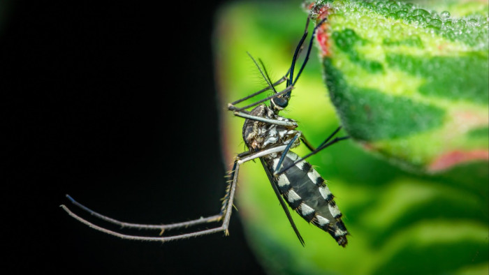 Kellemetlen adatok az ázsiai tigrisszúnyog hazai jelenlétéről
