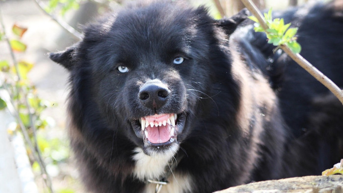 Súlyosabb büntetést kér az ügyészség a kislányt megsebesítő kutyák gazdájára