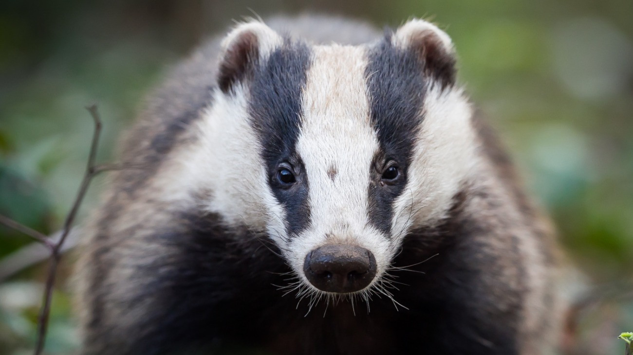 Badger portrait, European Badger (Meles meles) in natural habitat