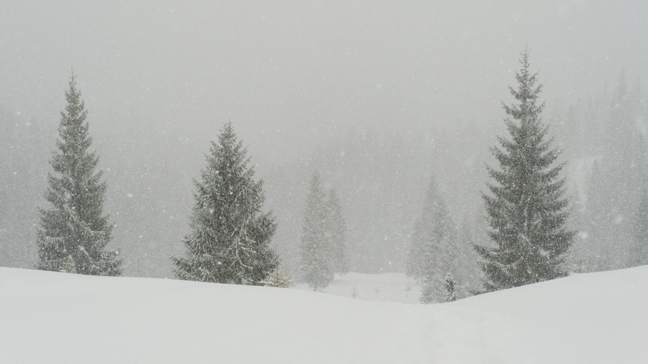 Fenyőfák a sűrű hóesésben.