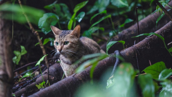 Gyilkos hadjárat indul a macskák ellen