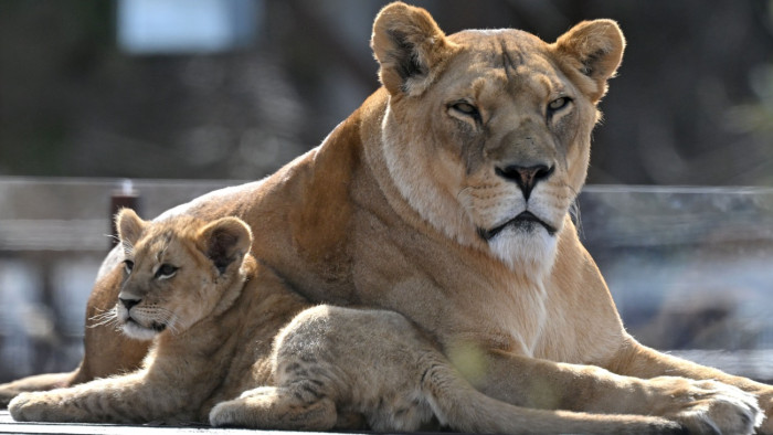Bemászott az oroszlánok közé, tragédia lett belőle