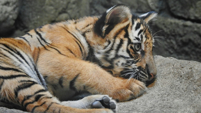 Riasztotta a készenléti rendőrség az állatkertet, mert tigrist találtak egy akció során – videók
