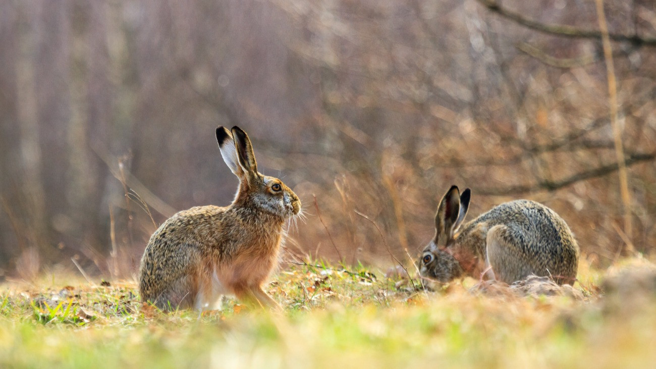 Drámai helyzet Békésben: tömeges pusztulás fenyegeti a nyulakat