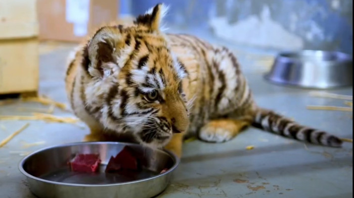 Így érzi magát ideiglenes otthonában a Tiszafüreden talált kistigris – friss videó