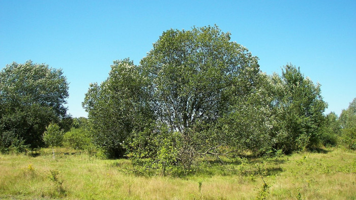 Kiderült, mi lett az év fája – nem csak a húsvéti barkát adja, kulcsszerepe van másban is