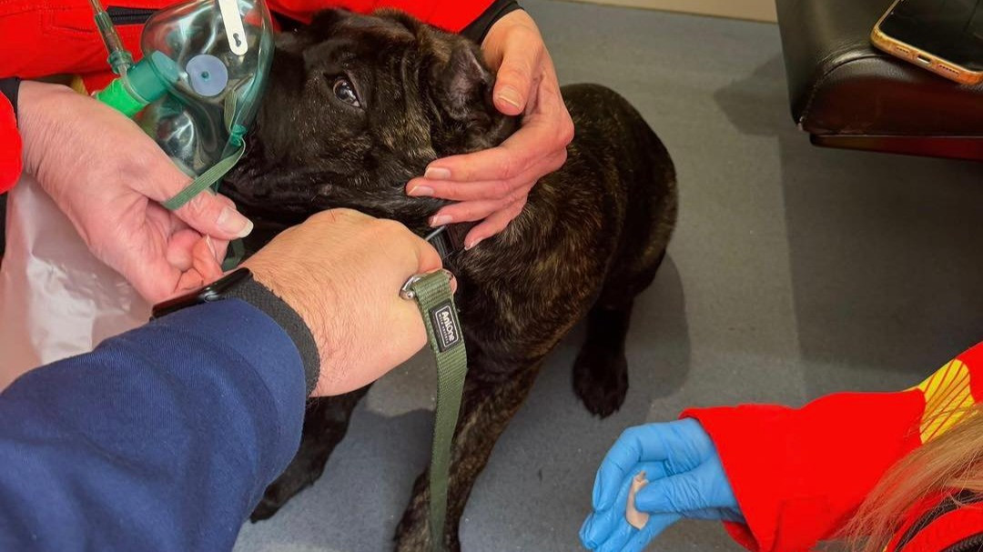 Lángoló lakásból mentették ki a levegőért kapkodó kutyát