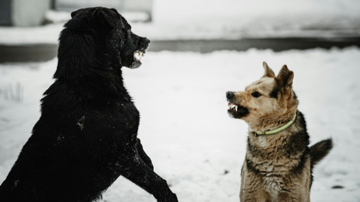 Kutyái megöltek egy idős embert, börtönbe is mehet