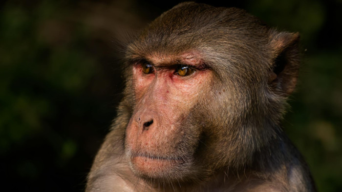 Saját lakásában ölt meg egy nyugdíjas férfit egy megvadult majom