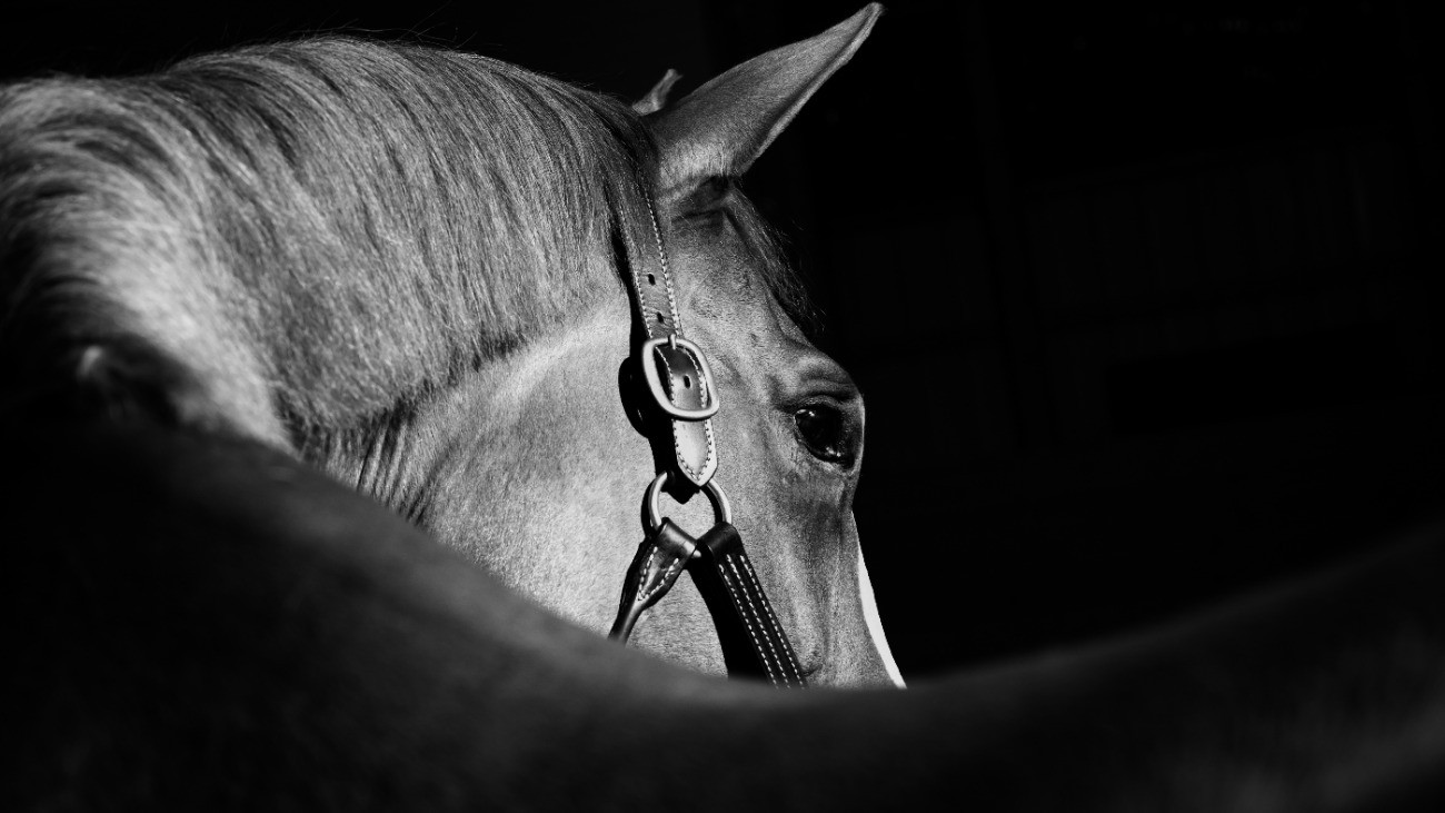 Egy ló fekete háttér előtt.