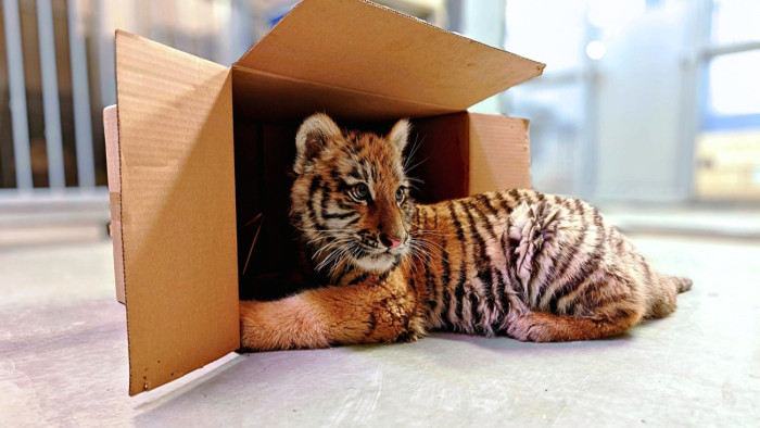 Hétfőig lehet szavazni a Tiszafüreden talált kistigris nevére