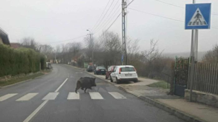 Átsétált a zebrán a balatoni vaddisznó – fotó
