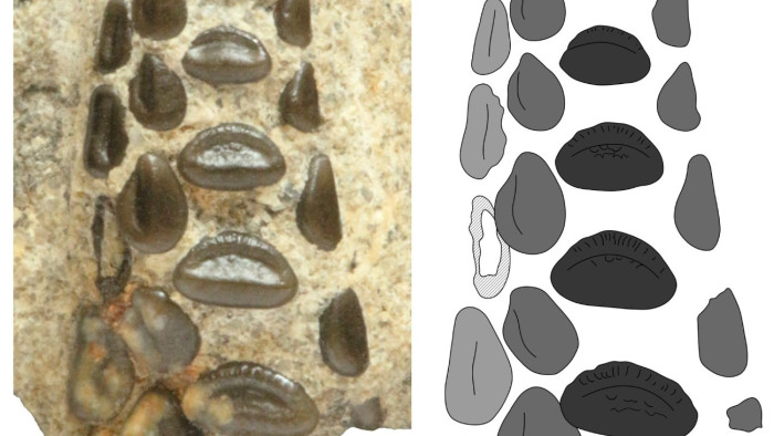 Törőfogú halfajtára bukkantak a Bakonyban