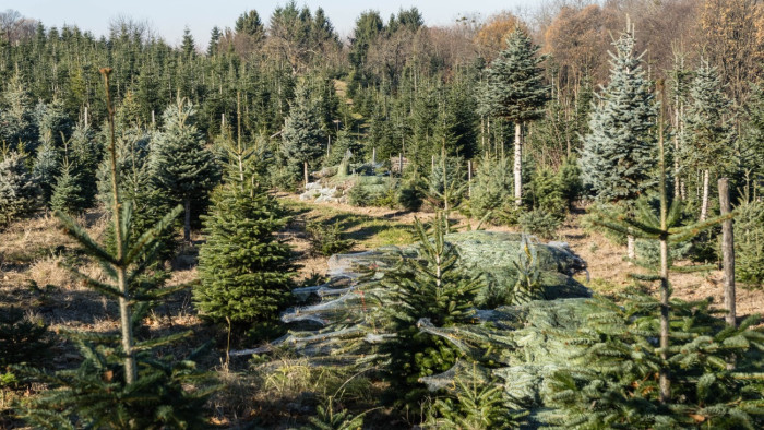 Fenyőfaválasztás körüli mizériák – számos tévhitet cáfol az ökológus
