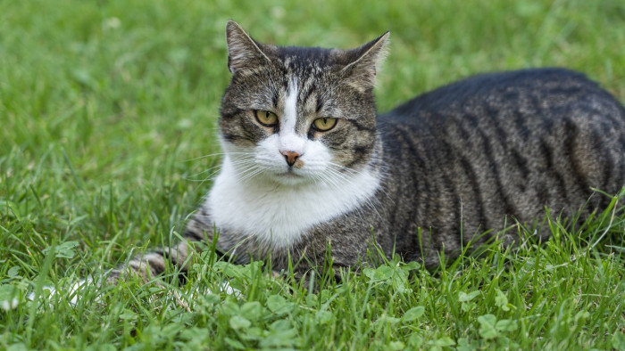 Ha aggódik most a fű miatt, ne tegye: minden rendben