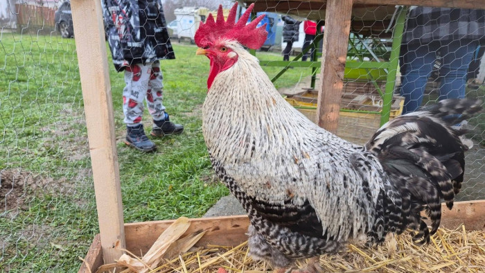Gyurit elvitte a róka, Marci az új király