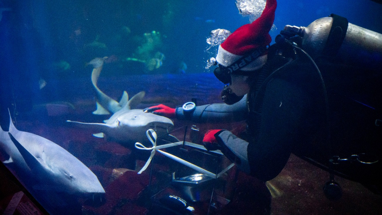 Egy búvár került a cápák közé – fotó
