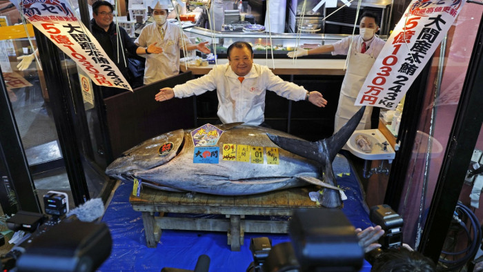 Egymilliárd forintért adtak el egyetlen halat az egyik japán árverésen – videó