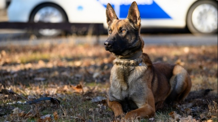 Új Kántor és Rex felügyelő kerestetik – szolgálati kutyákat toboroz a rendőrség
