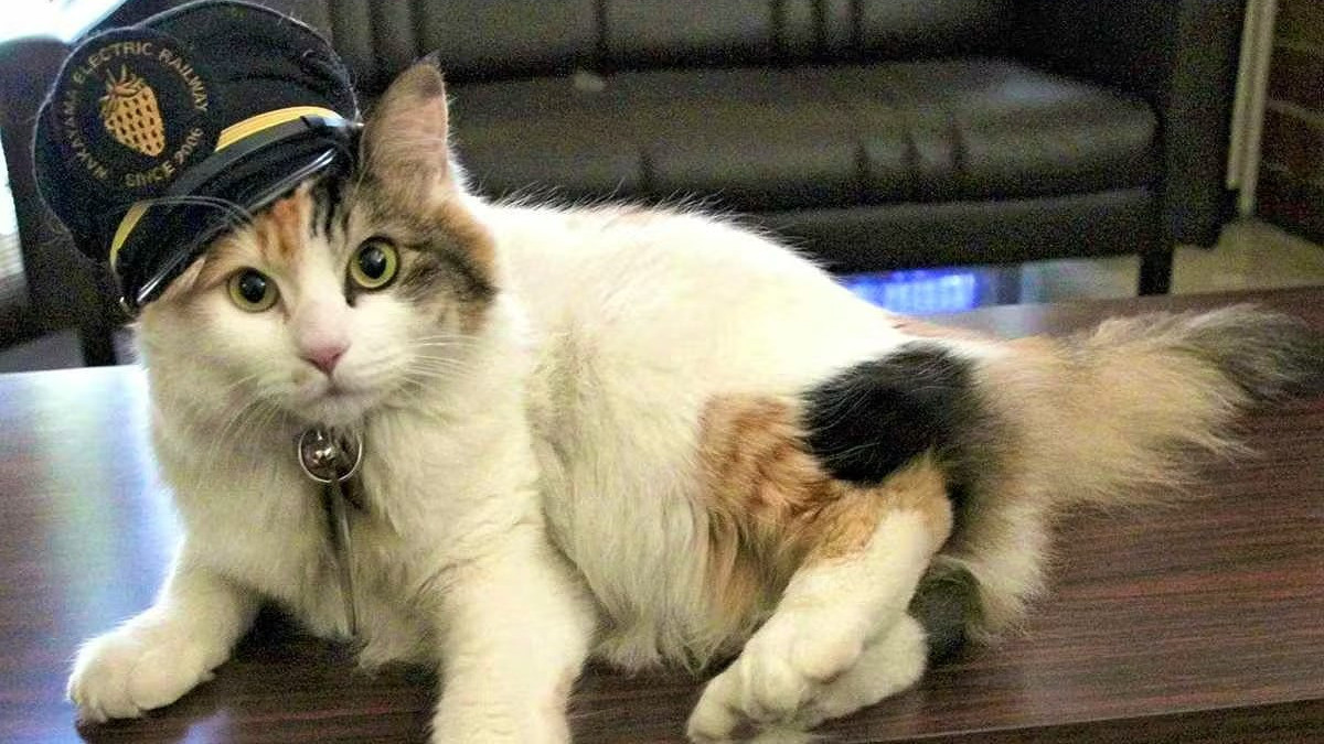 Újabb macskát neveztek ki állomásfőnöknek Japánban – videó