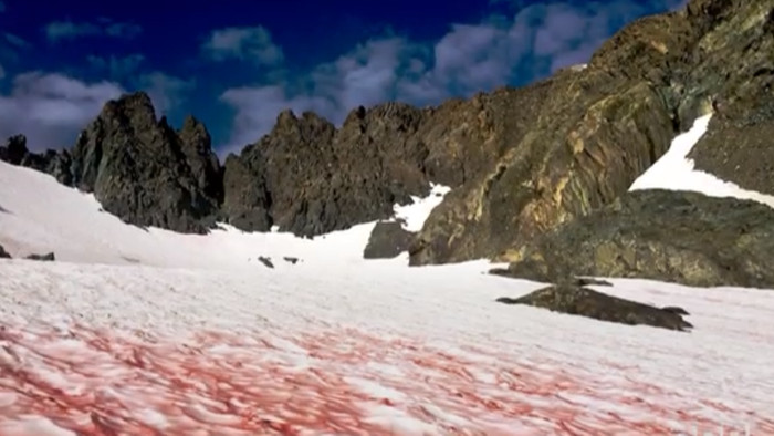 Rózsaszín hó esett egy vidéken, elképesztő látvány – videó