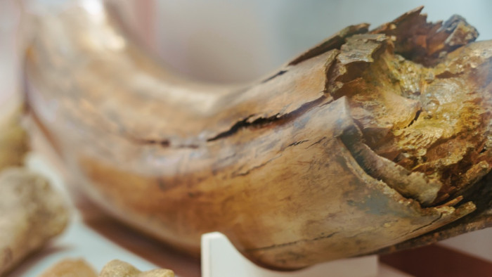 Mamutnak hitték, de valami furcsább lény maradványait őrizgettek a múzeumban