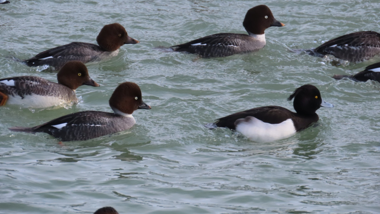 Különös jelenség a Balatonnál