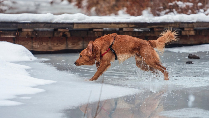 Jeges vízből mentették ki, csak egy kis sétára indult – videó