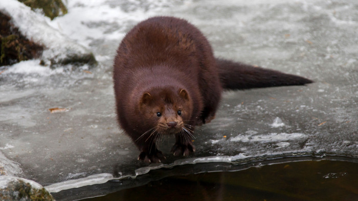 Megjelent egy új, veszélyes ragadozófaj Magyarországon