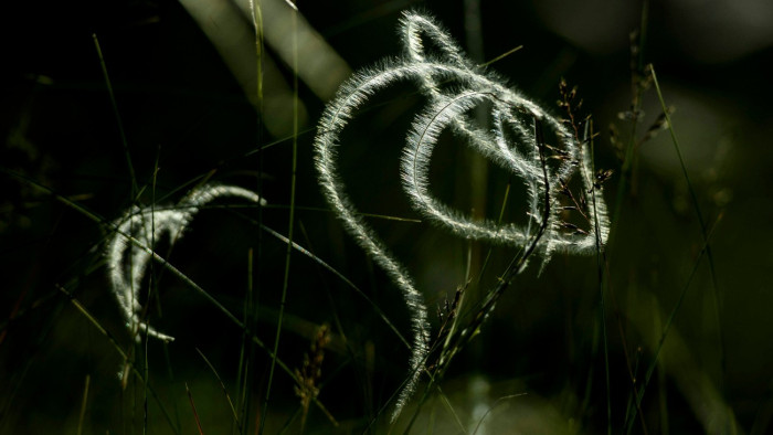 Ki nem találná, mi nyerte az év vadvirága címet