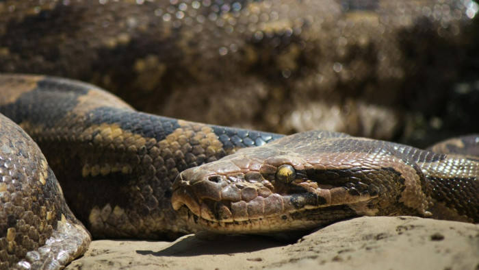 Súlyos terhet érzett a mellkasán az alvó nő, kiderült, hogy egy óriáskígyó az